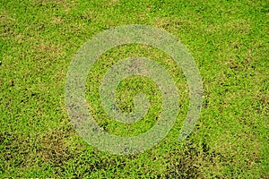 Green and yellow grass texture Brown patch is caused by the destruction of fungus Rhizoctonia Solani grass leaf change from green