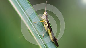 green and yellow grasshopper climbing a blade of grass, macro photo. Small insect with long antennas and powerful legs for jump