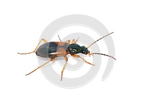 Green and yellow ground beetle Anchomenus dorsalis