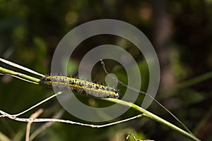 Green and yellow hairy spotted caterpillar Pieris cheiranthi on branch of arugula. The caterpillar of a pest butterfly is a