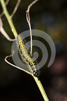 Green and yellow hairy spotted caterpillar Pieris cheiranthi on branch of arugula. The caterpillar of a pest butterfly is a