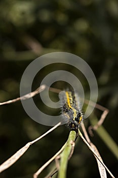 Green and yellow hairy spotted caterpillar Pieris cheiranthi on branch of arugula. The caterpillar of a pest butterfly is a