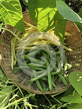 Green and Yellow Harvested Beans in a Basket