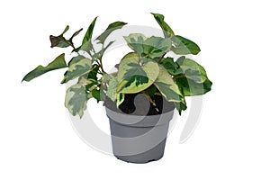 Green and yellow \'Houttuynia Cordata Chameleon\' plant in flower pot