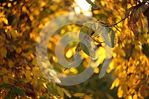 Green and yellow large walnut leaves turn yellow in mid-autumn and will soon fall, winter is coming soon.