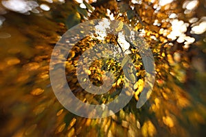 Green and yellow large walnut leaves turn yellow in mid-autumn and will soon fall, winter is coming soon.