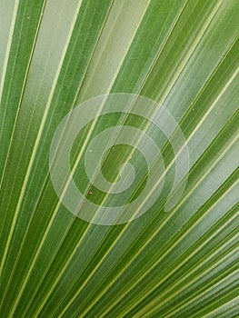 Tropical green and yellow leaf close-up, abstract green leaf texture, nature background.