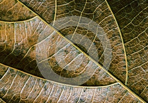 Green yellow leaf closeup. Autumn leaf texture macro photo. Dry leaf vein pattern. Tree leaf surface.