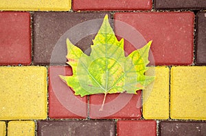 Green-yellow leaf of a plane tree on a background of multi-colored paving stones.