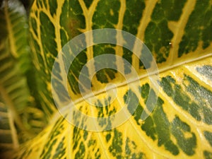 Green yellow leaf structur