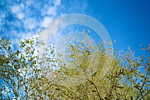 Green yellow leafs against blue sky background.