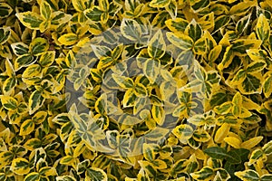 Green yellow leafy background - Euonymus