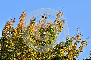 Green and yellow leaves of autumn tree against the background of blue sky on a sunny day