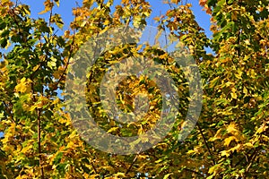 Green and yellow leaves of autumn tree against the background of blue sky on a sunny day