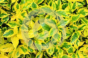 Green and yellow leaves background