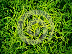 Green and yellow leaves of bamboo grass background image