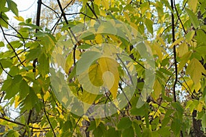 Green and yellow leaves of boxelder maple