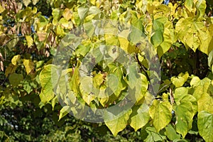 Green and yellow leaves of cercis canadensis