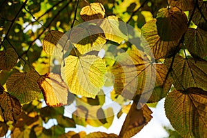 Green and yellow leaves of large-leaved linden, view through large-leaved linden tree, blue sky