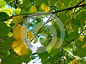 Green and yellow leaves of linden in early autumn