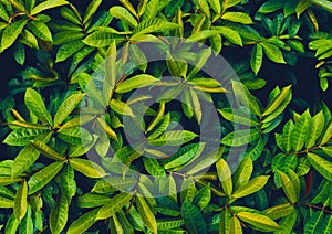 Green and yellow leaves pattern background