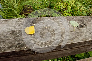 Green and yellow leaves with raindrops lie on a wooden board in the autumn forest. Loneliness concept