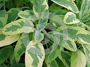 Green and yellow leaves of Salvia officinalis icterina