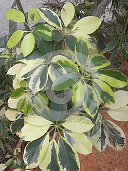 Green and yellow leaves of variegated Schefflera arboricola plant