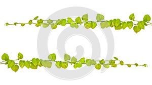 Green yellow leaves with water drops nature frame border of devil`s ivy or golden pothos the tropical foliage plant on white