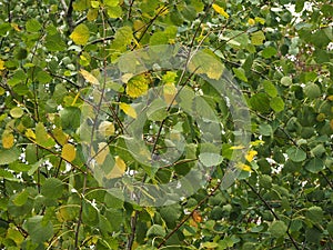 Green and yellow leaves on young branches