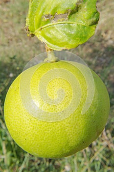 Green-Yellow Lemon