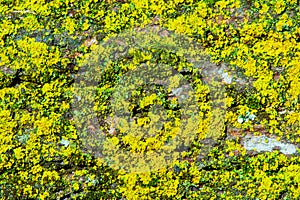 Green and yellow lichen on a bark plant - textures and backgrounds
