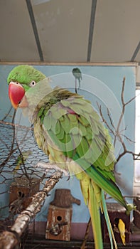 Green and yellow Little Alexander parrot at the zoo in Targu Mures, Romania