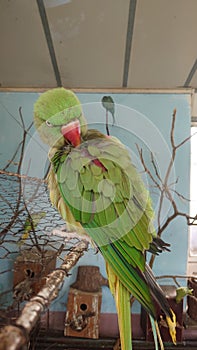 Green and yellow Little Alexander parrot at the zoo in Targu Mures, Romania