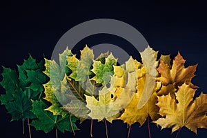 Green and yellow maple leaves laid out in row on black background. Autumn concept, color gradient, image for design with copy