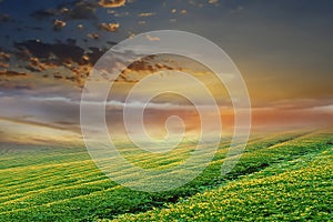 Green yellow meadow field with flowers and grass  blue cloudy gold  pink sunset  and sun beam on sky  evening hature landscape