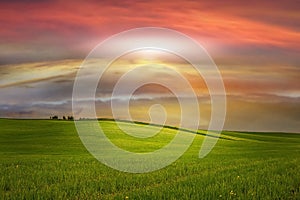 Green yellow meadow field with flowers and grass  blue cloudy gold  pink sunset  and sun beam on sky  evening hature landscape