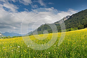 Green yellow meadow full of dandelions