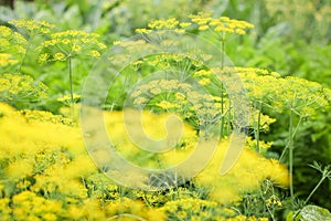 Green and yellow natural background with fresh dill flowers in the garden at summer day in selective focus