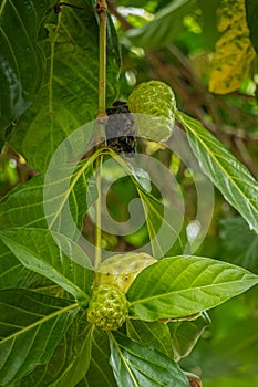 Green and yellow Noni fruit on tree, Parque EcoturÃÂ­stico. Zihuatanejo, Mexico photo