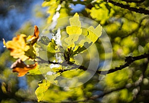 Green and yellow oak leafes bokeh