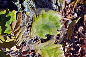 Green-yellow oak sprout top view, gray rotten grass and leaves