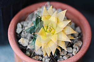 Green and yellow Obregonia denegrii variegata cactus photo