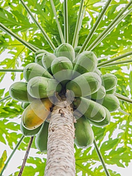 Green and yellow papaya fruit