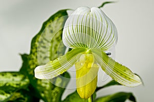 Green and Yellow Paphiopedilum Maudiae Orchid