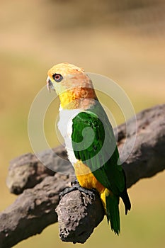 Green-yellow parrot