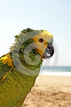 Green yellow parrot