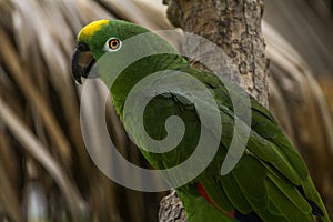 Green Yellow Parrot
