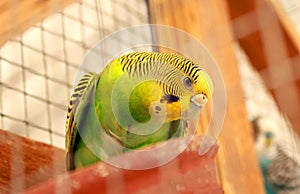 The green and yellow parrot sits on a pot in a cage.