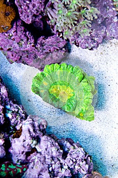Green Yellow Pectinia Coral photo